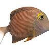 Fisch 1